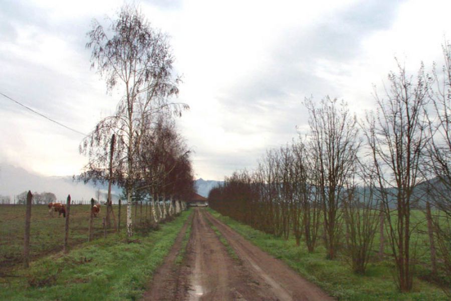 EL OLIVO